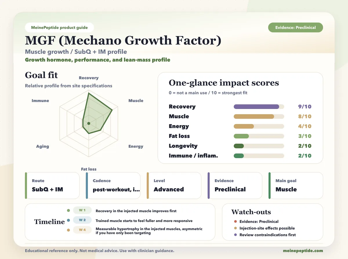 MGF (Mechano Growth Factor) peptide vial · MeinePeptide